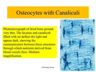 Osteocytes with Canaliculi
Photomicrograph of dried bone ground
very thin. The lacunae and canaliculi
filled with air deflect the light and
appear dark, showing the
communication between these structures
through which nutrients derived from
blood vessels flow. Medium
magnification.
Histology bones 9
 