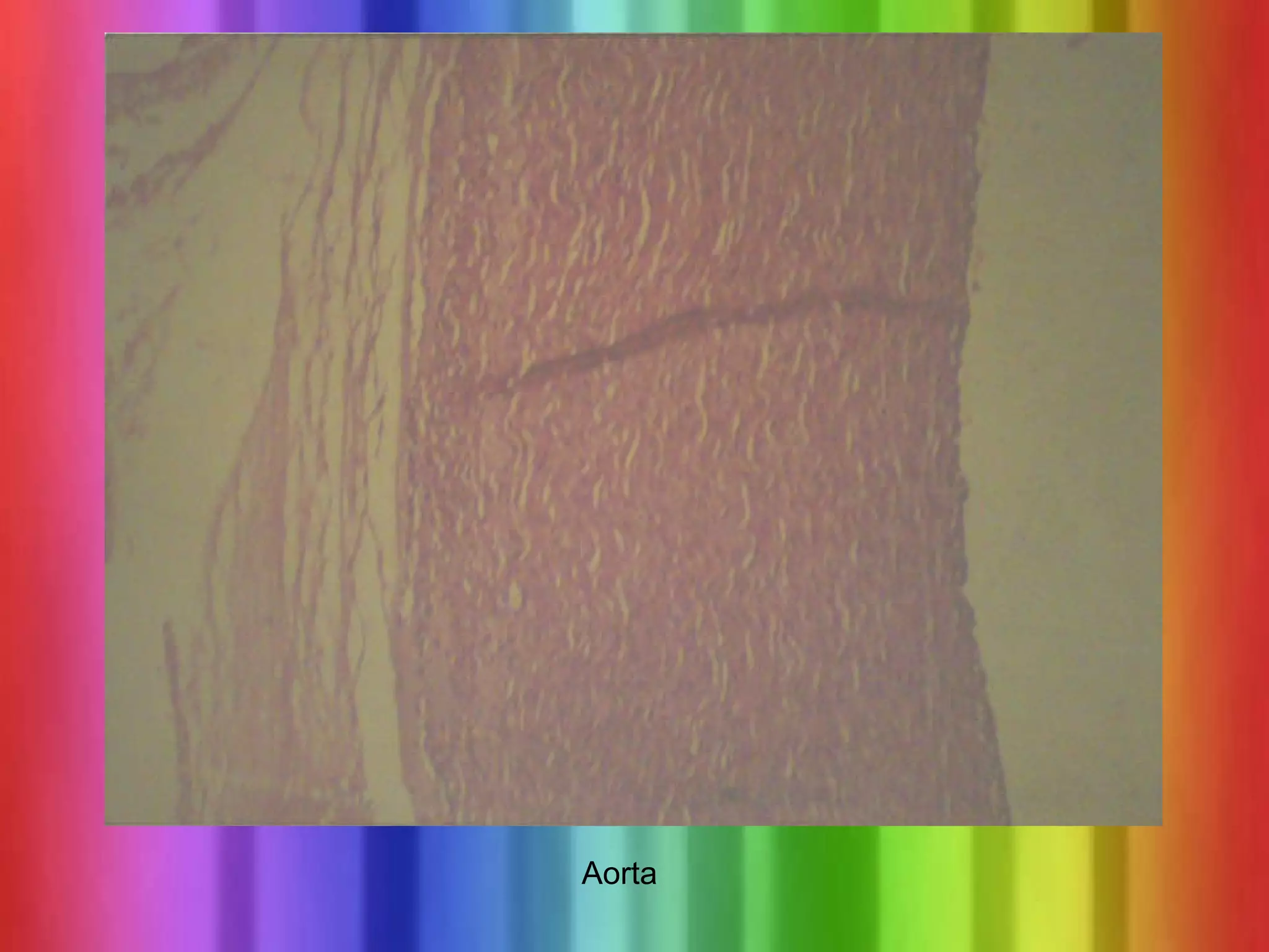 Histology Practical Slides For CLinicaL Pharmacy ☮ Zagazig University | PPT