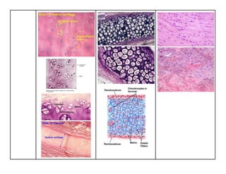 HISTOLOGY CARTILAGE