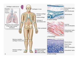 HISTOLOGY CARTILAGE