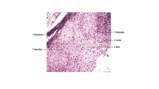 Histology Cartilage with features and microanatomy | PPTX