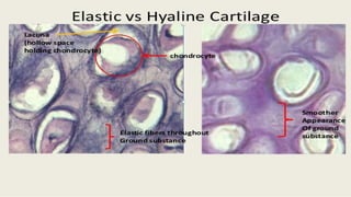 Histology Cartilage with features and microanatomy | PPTX