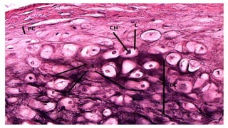 Histology Cartilage with features and microanatomy | PPTX