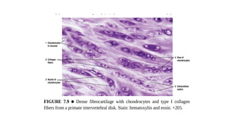 Histology Cartilage with features and microanatomy | PPTX