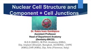 Nuclear Cell Structure and
Component + Cell Junctions
Dr. Rabia Inam Gandapore
Assistant Professor
Head of Department Anatomy
(Dentistry-BKCD)
B.D.S (SBDC), M.Phil. Anatomy (KMU),
Dip. Implant (Sharjah, Bangkok, ACHERS) , CHPE
(KMU),CHR (KMU), Dip. Arts (Florence, Italy)
 