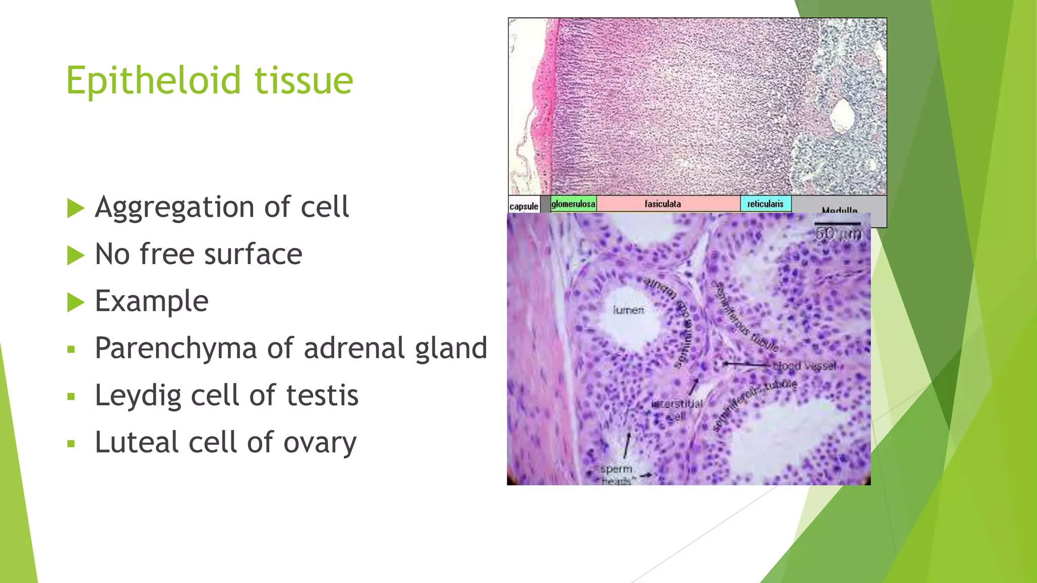 introduction to Histology and epithelia | PPTX