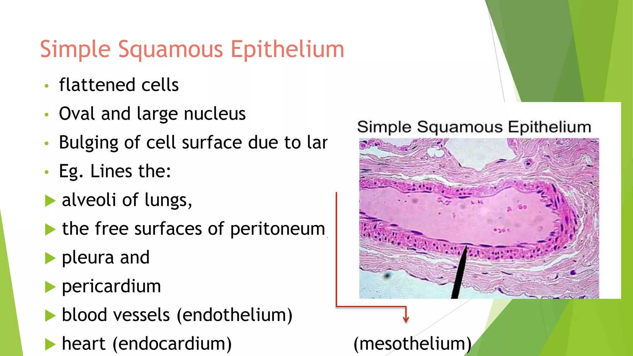 introduction to Histology and epithelia | PPTX