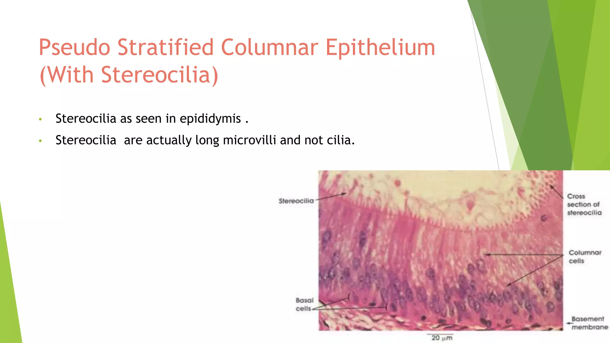 introduction to Histology and epithelia | PPTX