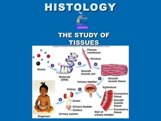 HISTOLOGY

 THE STUDY OF
   TISSUES
 