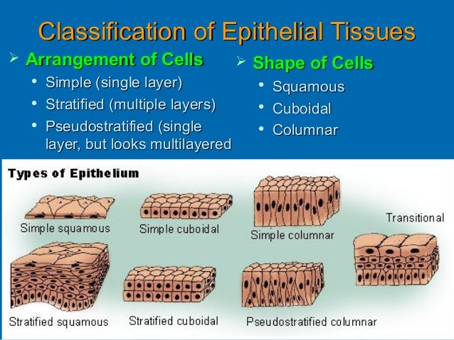 properties of epithelial tissue properties of epithelial tissue