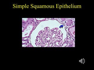 Histology Epithelium.pdf