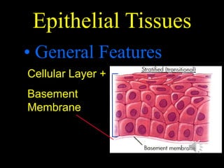 Histology Epithelium.pdf