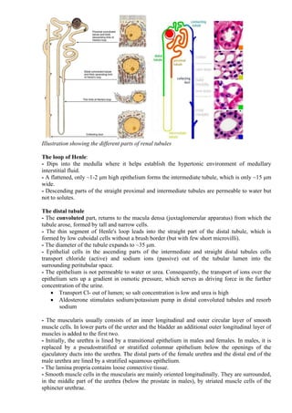 Histology Pdf 