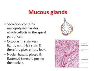 Histology_glands.pptx