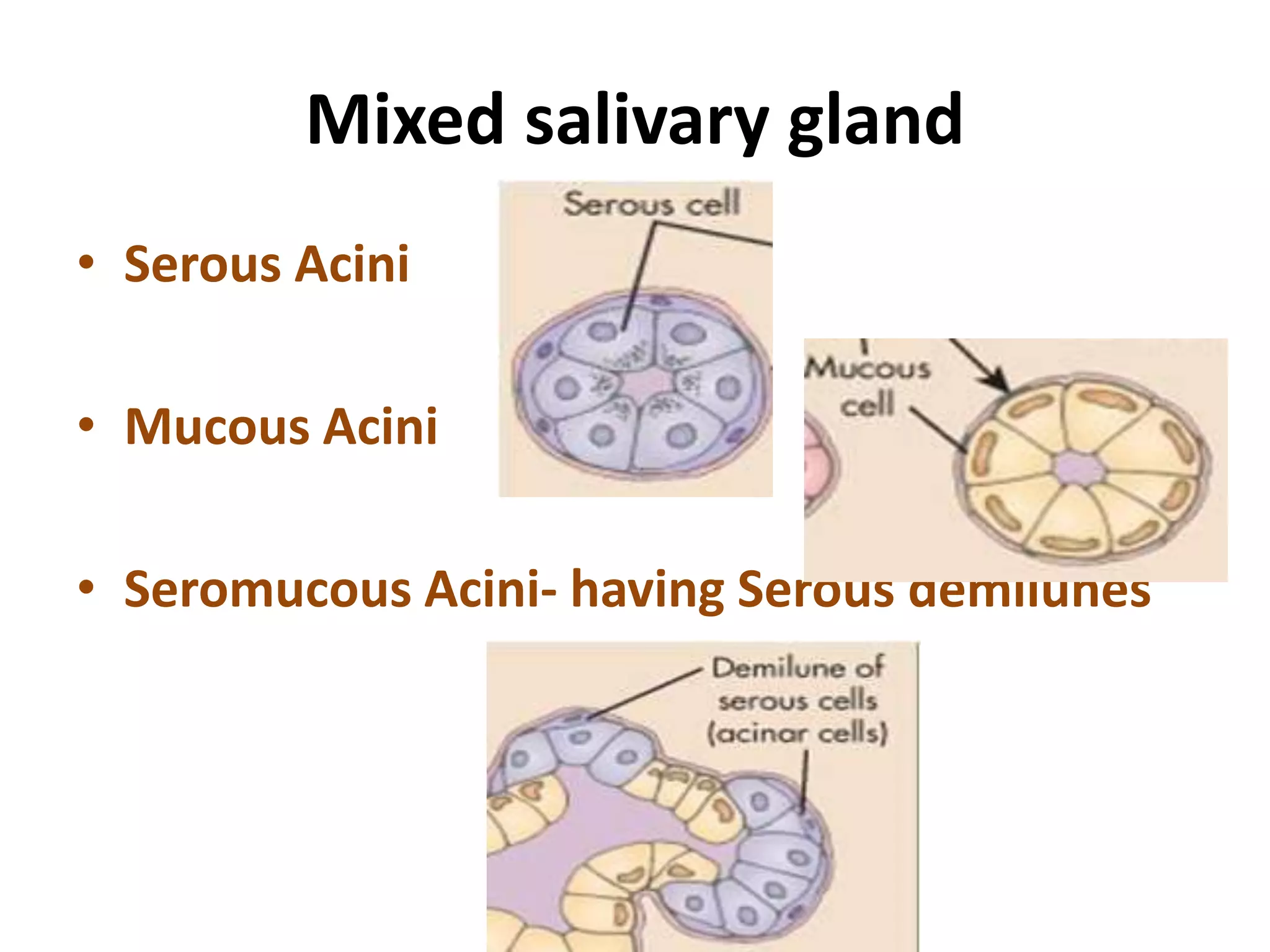 histology_glands_5-2-15.pptx
