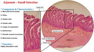Histology (histology of mouth, pharynx, oesophagus, stomach, duodenum) | PPT