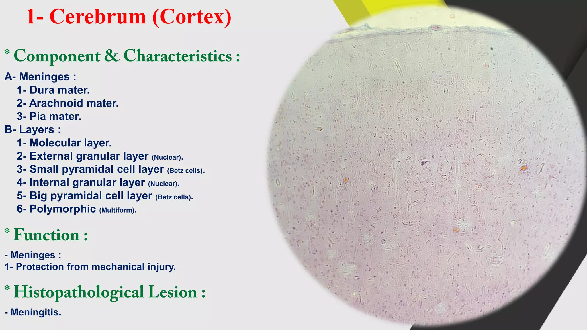 Histology (histology of the nervous system) | PDF