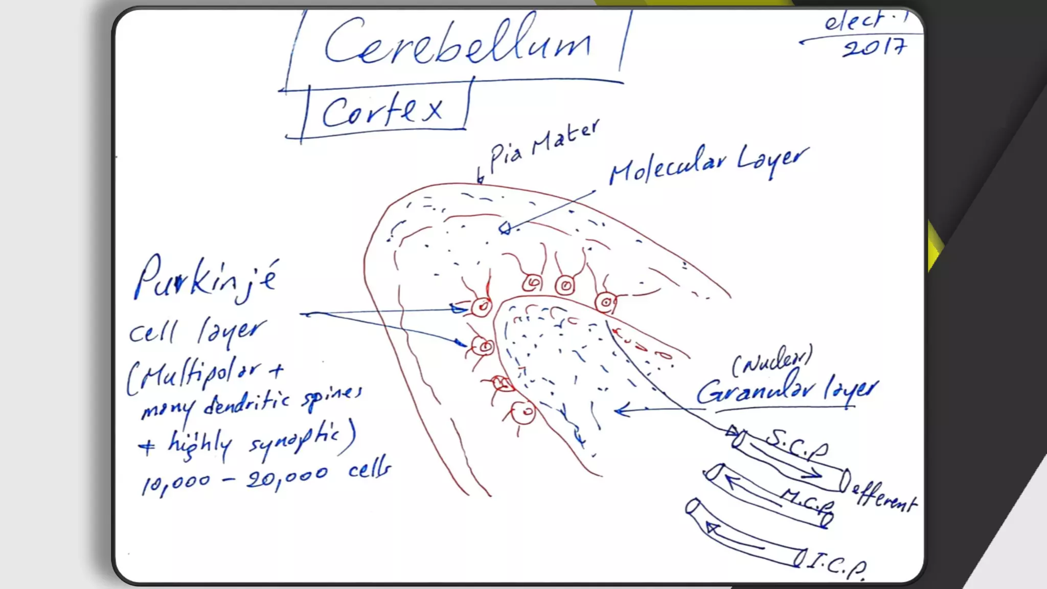 Histology (histology of the nervous system) | PDF