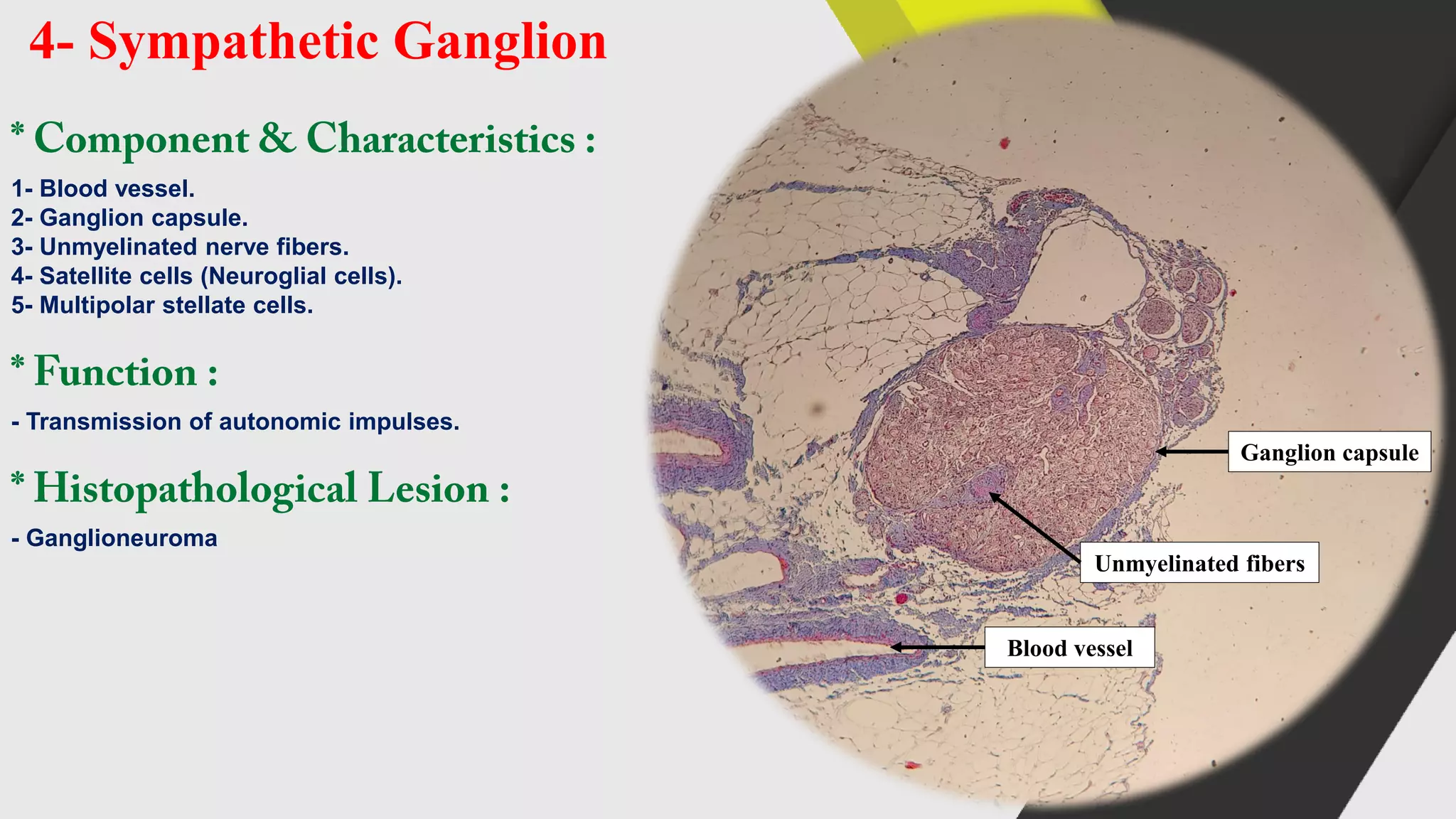 Histology (histology of the nervous system) | PDF