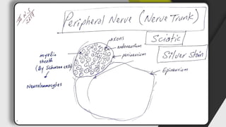 Histology (histology of the nervous system) | PDF