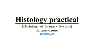 Histology practical
(Histology of Urinary System)
By : Osama Al-Zahrani
@OSAMA_Z96
 