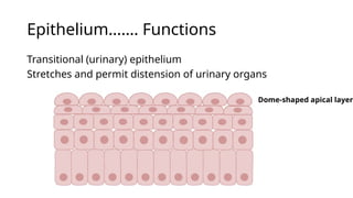 Histology and Its methods of study 1.pptx