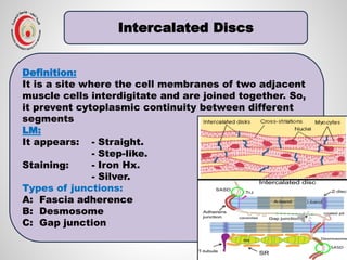 Histological Structure and Function of Cardiac and Smooth Muscles | PDF