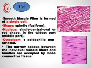 Histological Structure and Function of Cardiac and Smooth Muscles | PDF