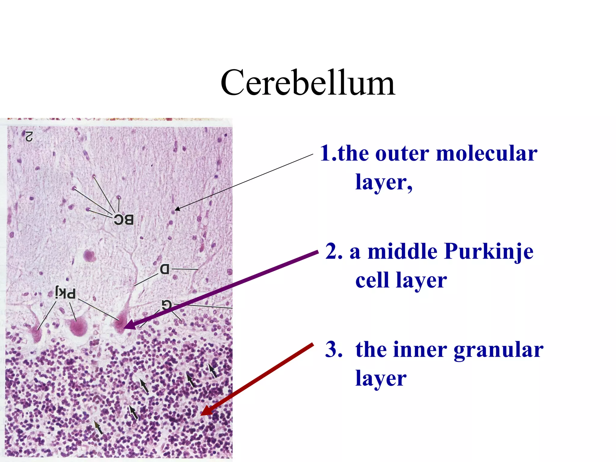 Microscopic anatomy of nervous system | PPT
