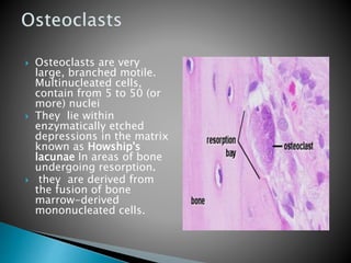  Osteoclasts are very
large, branched motile.
Multinucleated cells,
contain from 5 to 50 (or
more) nuclei
 They lie within
enzymatically etched
depressions in the matrix
known as Howship's
lacunae In areas of bone
undergoing resorption.
 they are derived from
the fusion of bone
marrow-derived
mononucleated cells.
 