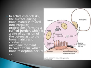  In active osteoclasts,
the surface-facing
bone matrix is folded
into irregular
projections, forming a
ruffled border, which is
a site of adhesion of
the osteoclast to the
bone matrix and
creates a
microenvironment
between them which
bone resorption occurs
. .
 