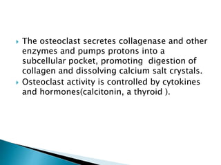  The osteoclast secretes collagenase and other
enzymes and pumps protons into a
subcellular pocket, promoting digestion of
collagen and dissolving calcium salt crystals.
 Osteoclast activity is controlled by cytokines
and hormones(calcitonin, a thyroid ).
 