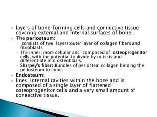  layers of bone-forming cells and connective tissue
covering external and internal surfaces of bone .
 The periosteum:
◦ consists of two layers:outer layer of collagen fibers and
fibroblasts
◦ The inner, more cellular and composed of osteoprogenitor
cells, with the potential to divide by mitosis and
differentiate into osteoblasts.
◦ Sharpey's fibers.Bundles of periosteal collagen binding the
periosteum to bone.
 Endosteum:
 lines internal cavities within the bone and is
composed of a single layer of flattened
osteoprogenitor cells and a very small amount of
connective tissue.
 