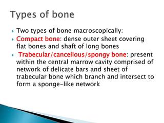  Two types of bone macroscopically:
 Compact bone: dense outer sheet covering
flat bones and shaft of long bones
 Trabecular/cancellous/spongy bone: present
within the central marrow cavity comprised of
network of delicate bars and sheet of
trabecular bone which branch and intersect to
form a sponge-like network
 