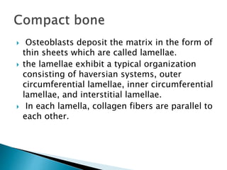 Osteoblasts deposit the matrix in the form of
thin sheets which are called lamellae.
 the lamellae exhibit a typical organization
consisting of haversian systems, outer
circumferential lamellae, inner circumferential
lamellae, and interstitial lamellae.
 In each lamella, collagen fibers are parallel to
each other.
 