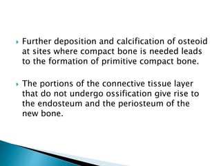  Further deposition and calcification of osteoid
at sites where compact bone is needed leads
to the formation of primitive compact bone.
 The portions of the connective tissue layer
that do not undergo ossification give rise to
the endosteum and the periosteum of the
new bone.
 