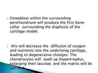  Osteoblast within the surrounding
perichondrium will produce the first bone
collar surrounding the diaphysis of the
cartilage model.
 this will decrease the diffusion of oxygen
and nutrients into the underlying cartilage,
leading to degenerative changes. The
chondrocytes will swell up (hypertrophy),
enlarging their lacunae. and the matrix will be
calcified.
 
