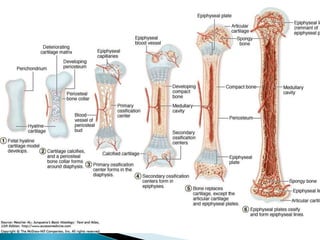 Basic Histology number 8 bone tissue .pptx