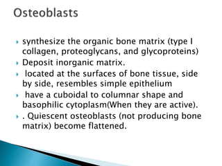  synthesize the organic bone matrix (type I
collagen, proteoglycans, and glycoproteins)
 Deposit inorganic matrix.
 located at the surfaces of bone tissue, side
by side, resembles simple epithelium
 have a cuboidal to columnar shape and
basophilic cytoplasm(When they are active).
 . Quiescent osteoblasts (not producing bone
matrix) become flattened.
 