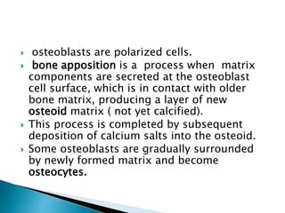  osteoblasts are polarized cells.
 bone apposition is a process when matrix
components are secreted at the osteoblast
cell surface, which is in contact with older
bone matrix, producing a layer of new
osteoid matrix ( not yet calcified).
 This process is completed by subsequent
deposition of calcium salts into the osteoid.
 Some osteoblasts are gradually surrounded
by newly formed matrix and become
osteocytes.
 