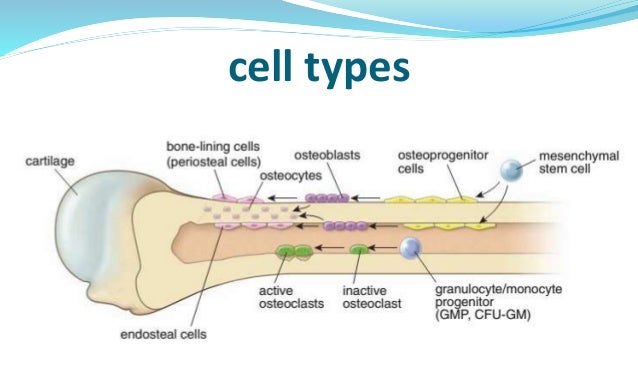 Diagram Of A Bone Cell Images - How To Guide And Refrence