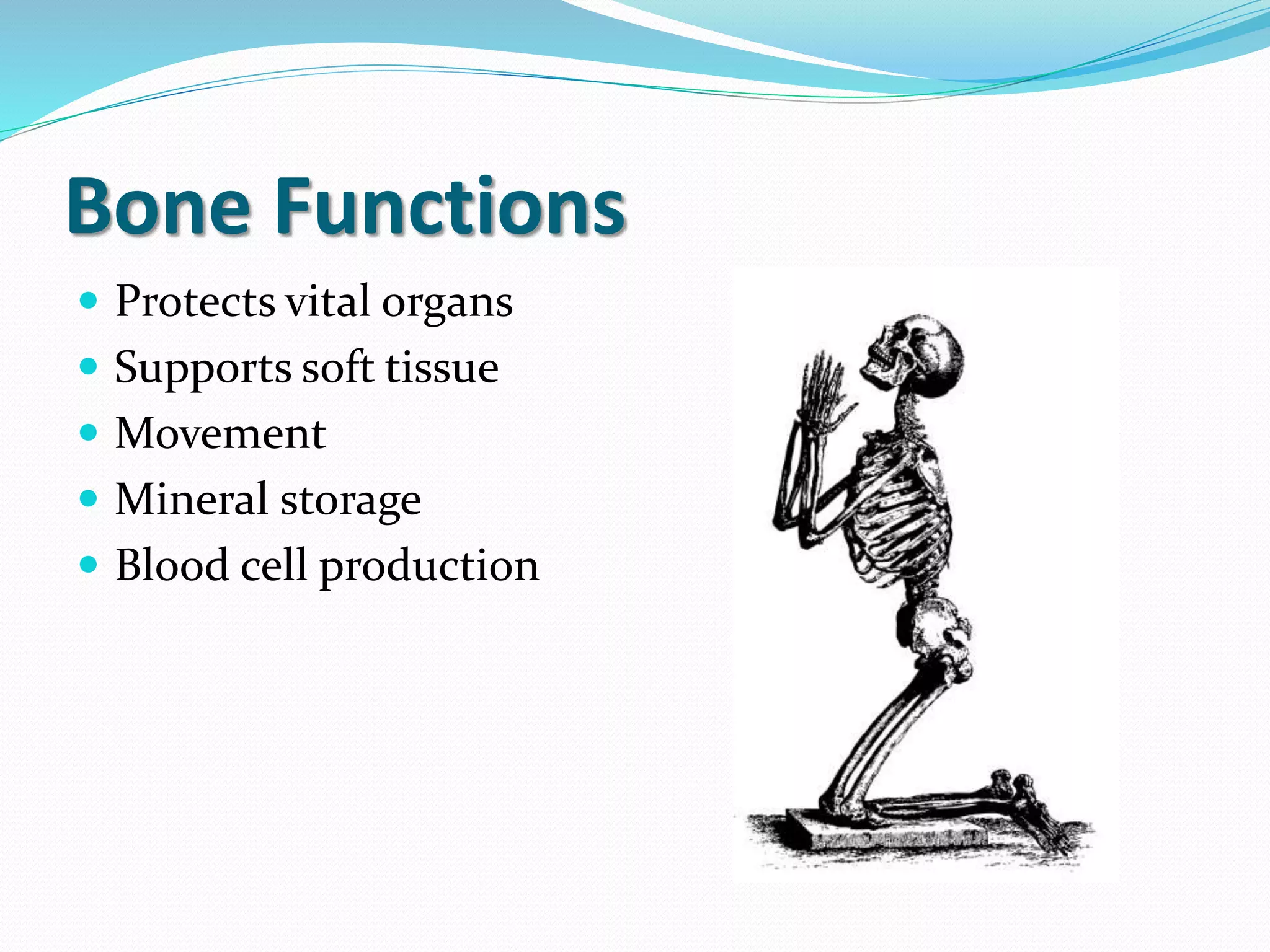 Histology of bone | PPTX