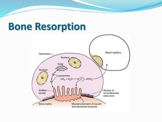 Bone Res Histology of bone | PPTX