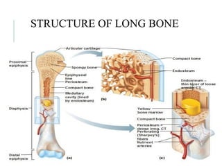 Comprehensive Histology of Bone: Structure, Cells, and Ossification ...