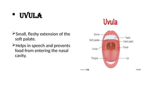 Uvulus Histology of bucal cavity.pptx for MLT MBBS MIT OT | PPTX