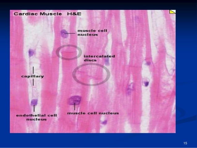 Cardiac Muscle Tissue Slide Labeled