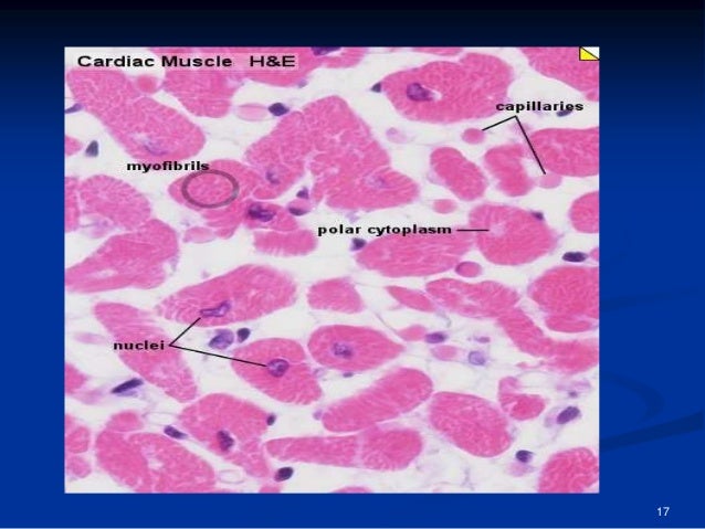 Cardiac Muscle Tissue Slide Labeled