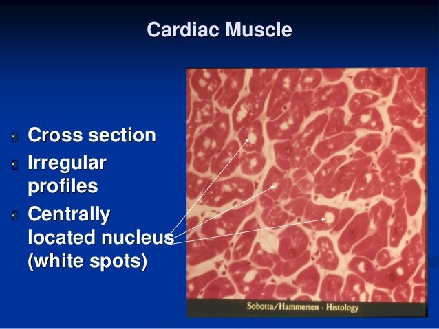 pics Cardiac Muscle Histology Cross Section histology of cardiac muscle
