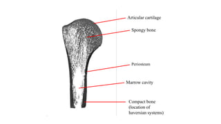 Histology of Cartilage.pptx
