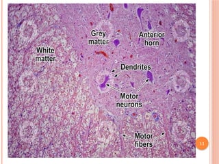 HISTOLOGY OF CENTRAL NERVOUS SYSTEM.pptx